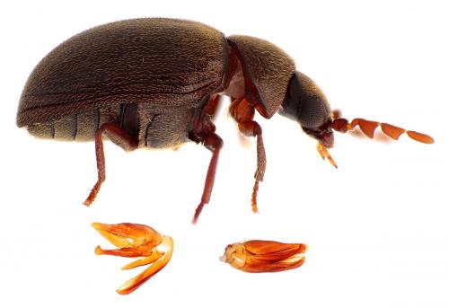 Dorcatoma punctulata
